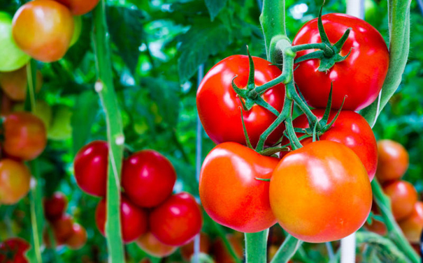 Cách giảm cân bằng cà chua