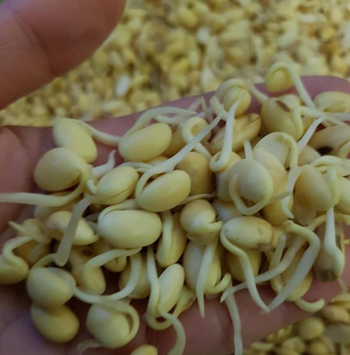 Hạt mầm đậu nành